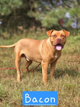 Bacon -  American Bulldog Dog for Adoption in Walthill, Nebraska - Bacon | PetCurious