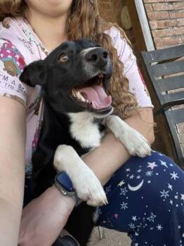 Chihuahua and Collie Dogs Available for Adoption - Domino | PetCurious