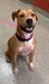 Luda -  Hound and American Bulldog Dog for Adoption in Kansas City, Missouri - Luda | PetCurious