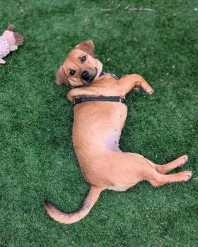 Icey -  Mixed Breed Dog for Adoption in Winnipeg, Manitoba - Icey | PetCurious