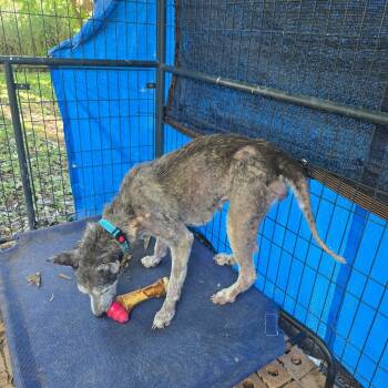 Rescue Husky and Mixed Breed Dogs for Adoption in Tomball, Texas - Angel | PetCurious