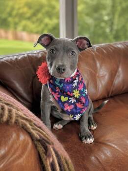 American Staffordshire Terrier Dogs Available for Adoption in Princeton, Massachusetts - Moon Pie | PetCurious
