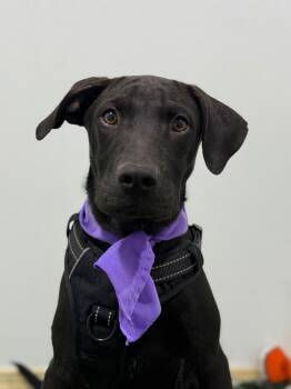 Lance-One of our Amazing Rescue Dogs -  Black Labrador Retriever and Mixed Breed Dog for Adoption in Carlsbad, California - Lance-One Of Our Amazing Rescue Dogs | PetCurious