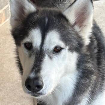 Husky Dogs Available for Adoption - SCARLET | PetCurious
