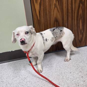 Betsy -  Chihuahua and Mixed Breed Dog for Adoption in Binghamton, New York - Betsy | PetCurious