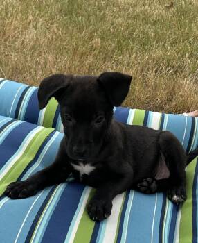 Luke - Dukes of Hazzard pups -  Labrador Retriever Dog for Adoption in Horn Lake, Mississippi - Luke - Dukes Of Hazzard Pups | PetCurious