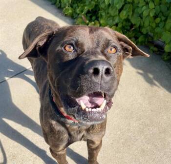 JEDI -  Cane Corso and Labrador Retriever Dog for Adoption in Auburn, California - JEDI | PetCurious