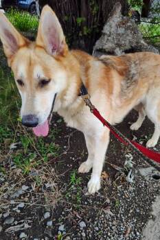 Lil Peep -  Mixed Breed Dog for Adoption in Cincinnati, Ohio - Lil Peep | PetCurious