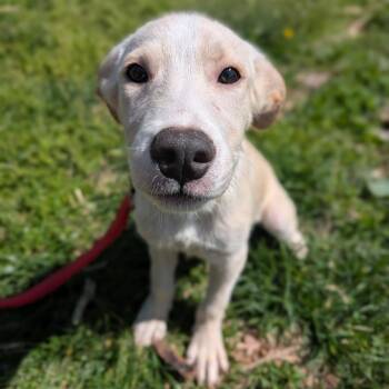 Mixed Breed Dogs Available for Adoption in Melbourne, Kentucky - Jupiter | PetCurious