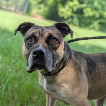 Simmone -  Mastiff and Mixed Breed Dog for Adoption in Tylertown, Mississippi - Simmone | PetCurious