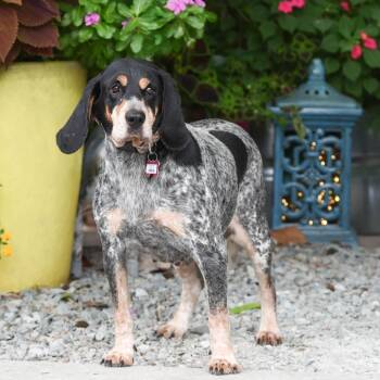 Darla -  Bluetick Coonhound Dog for Adoption in Wake Forest, North Carolina - Darla | PetCurious