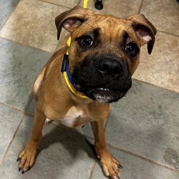 Sequoia -  Mixed Breed Dog for Adoption in Chattanooga, Tennessee - Sequoia | PetCurious
