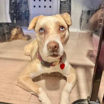 street taco Steph -  Pit Bull Terrier and Beagle Dog for Adoption in Los Angeles, California - Street Taco Steph | PetCurious
