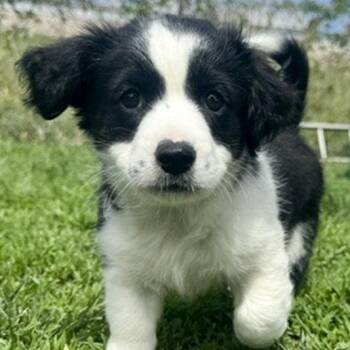 Border Collie and Australian Cattle Dog Blue Heeler Dogs Available for Adoption in Ottawa Hills, Ohio - Ike | PetCurious