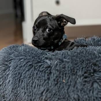 Gumdrop -  Chihuahua Dog for Adoption in New York, New York - Gumdrop | PetCurious
