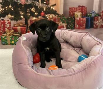 Labrador Retriever Dogs Available for Adoption - DAISY DUKE | PetCurious