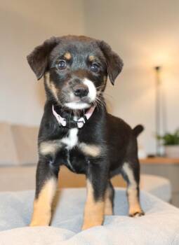 Usahana -  Mixed Breed Dog for Adoption in Mesa, Arizona - Usahana | PetCurious