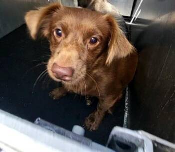 LATTE -  Dachshund and Mixed Breed Dog for Adoption in San Antonio, Texas - LATTE | PetCurious