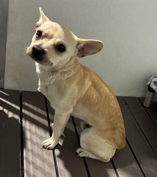 AAD New Arrival! Kiwi - 26137 -  Chihuahua Dog for Adoption in Armonk, New York - AAD New Arrival! Kiwi - 26137 | PetCurious