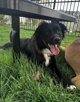 Spaniel Dogs Available for Adoption in Plainfield, Illinois - Coda | PetCurious