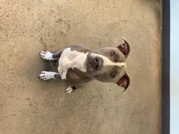 Rescue Mixed Breed Dogs for Adoption in Mishawaka, Indiana - Harold | PetCurious