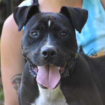YOLO -  Pit Bull Terrier Dog for Adoption - YOLO | PetCurious