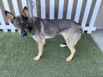 German Shepherd Dog and Mixed Breed Dogs Available for Adoption - A608738 | PetCurious