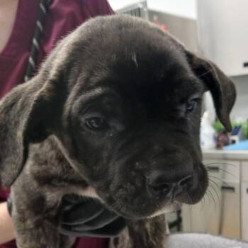 Eowyn -  Terrier and Mixed Breed Dog for Adoption in Abilene, Texas - Eowyn | PetCurious