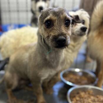 Rescue Cairn Terrier Dogs for Adoption in Columbia, South Carolina - Coop | PetCurious