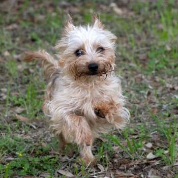 Dixon -  Yorkshire Terrier and Mixed Breed Dog for Adoption in Wimberley, Texas - Dixon | PetCurious