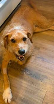 Curtis -  Terrier Dog for Adoption in Sterling Heights, Michigan - Curtis | PetCurious