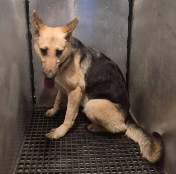 German Shepherd Dog Dogs Available for Adoption in Lawrenceville, Georgia - Pen 114c Dahlila | PetCurious