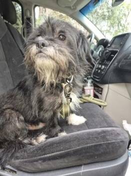 Shih Tzu and Chihuahua Dogs Available for Adoption in Simcoe, Ontario - Bluey | PetCurious
