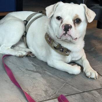 Louie 53929 -  French Bulldog and Pomeranian Dog for Adoption in Las Vegas, Nevada - Louie 53929 | PetCurious