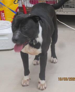 Milo(28) -  Shepherd Dog for Adoption in Marietta, Georgia - Milo(28) | PetCurious