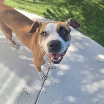 Rescue Boxer Dogs for Adoption in Loxahatchee Groves, Florida - Titi | PetCurious