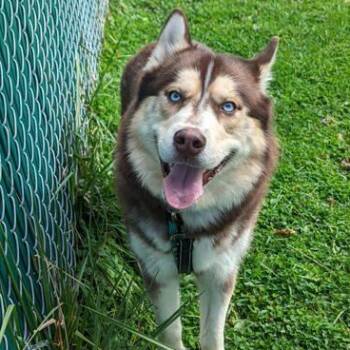 Rescue Siberian Husky Dogs for Adoption in Philadelphia, Pennsylvania - Brutus | PetCurious