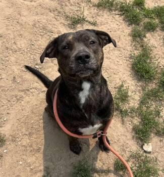 Rescue Pit Bull Terrier and Labrador Retriever Dogs for Adoption in Houghton Lake, Michigan - Macey | PetCurious