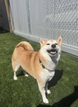 Shiba Inu Dogs Available for Adoption in Delson, Quebec - Sakura | PetCurious