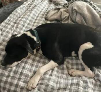 A048391 -  Pit Bull Terrier Dog for Adoption in Tracy, California - A048391 | PetCurious