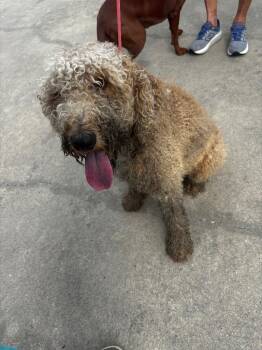Xerxes -  Labrador Retriever and Poodle Dog for Adoption in Rockport, Texas - Xerxes | PetCurious