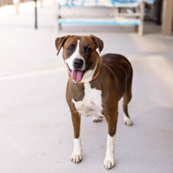 Pit Bull Terrier Dogs Available for Adoption in Lawrenceville, Georgia - Pen 156c Sprinkles | PetCurious