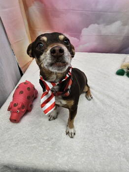 Rescue Chihuahua Dogs for Adoption in Metairie, Louisiana - Pinot | PetCurious