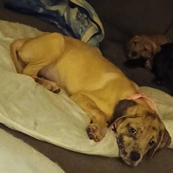 Princess -  Cane Corso and Great Dane Dog for Adoption in Manchester, Pennsylvania - Princess | PetCurious