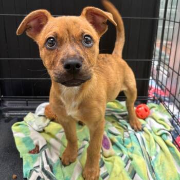 Brindy -  Pit Bull Terrier Dog for Adoption in Corpus Christi, Texas - Brindy | PetCurious