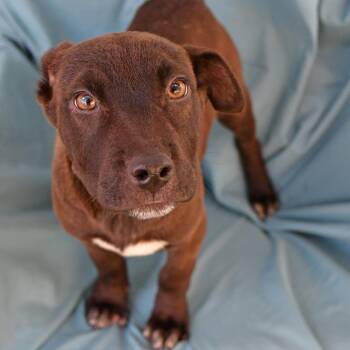 Black Labrador Retriever Dogs Available for Adoption in Beaumont, Texas - Batrick | PetCurious
