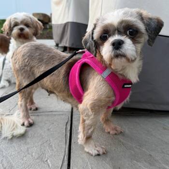 Lynx -  Shih Tzu Dog for Adoption in Rochester, Minnesota - Lynx | PetCurious
