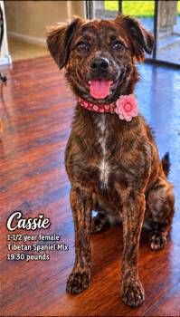 CASSIE 1-1/2 YEAR FEMALE TIBETAN SPANIEL MIX -  Tibetan Spaniel Dog for Adoption in Mesa, Arizona - CASSIE 1-1/2 YEAR FEMALE TIBETAN SPANIEL MIX | PetCurious