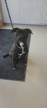 Pit Bull Terrier Dogs Available for Adoption in Johnson City, Tennessee - Puck/Finley | PetCurious