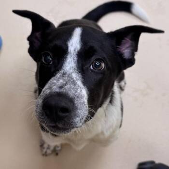 Rey -  Mixed Breed Dog for Adoption in Winston-salem, North Carolina - Rey | PetCurious